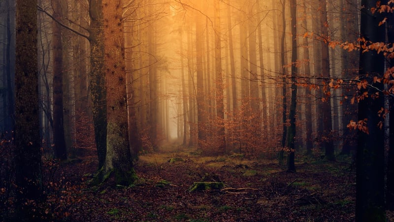 Enchanted Woods at ABC Manor
